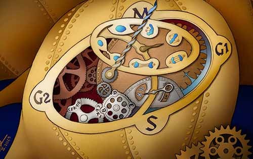 Cell Cycle Meeting 2023